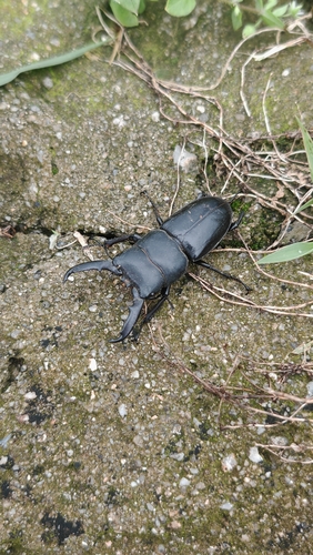 Serrognathus titanus platymelus