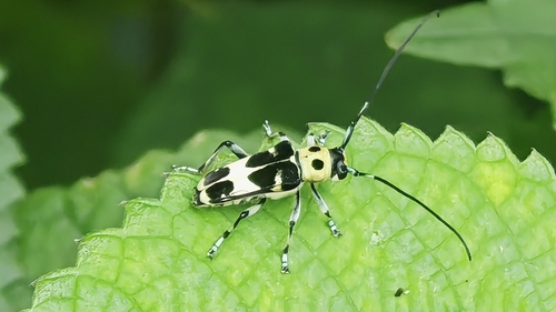 Paraglenea fortunei