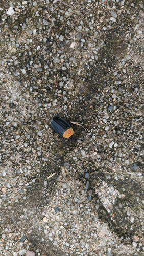 Necrophila brunnicollis