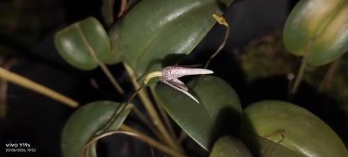 Pleurothallis odobeniceps, photograph 3