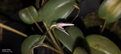 Pleurothallis odobeniceps, photograph Jhon Fernando Taborda ., CC0, iNaturalist via GBIF