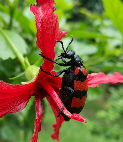 Hycleus biundulatus