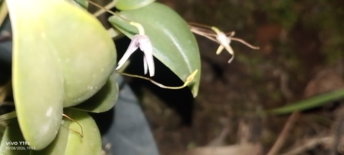Pleurothallis odobeniceps, photograph 4