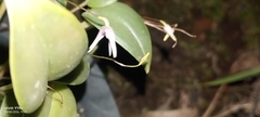 Pleurothallis odobeniceps, photograph Jhon Fernando Taborda ., CC0, iNaturalist via GBIF