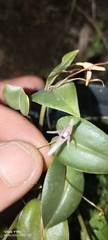 Pleurothallis odobeniceps, photograph Jhon Fernando Taborda ., CC0, iNaturalist via GBIF