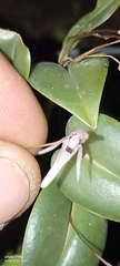 Pleurothallis odobeniceps, photograph Jhon Fernando Taborda ., CC0, iNaturalist via GBIF