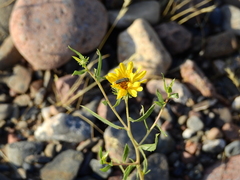 Grindelia pulchella