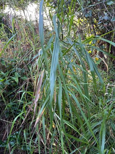 Cenchrus purpureus, photograph 2