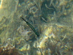 Fistularia commersonii