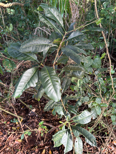 Chionanthus ramiflorus