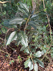 Chionanthus ramiflorus