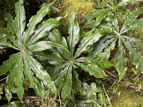 Arisaema formosanum observed 2026-08-18