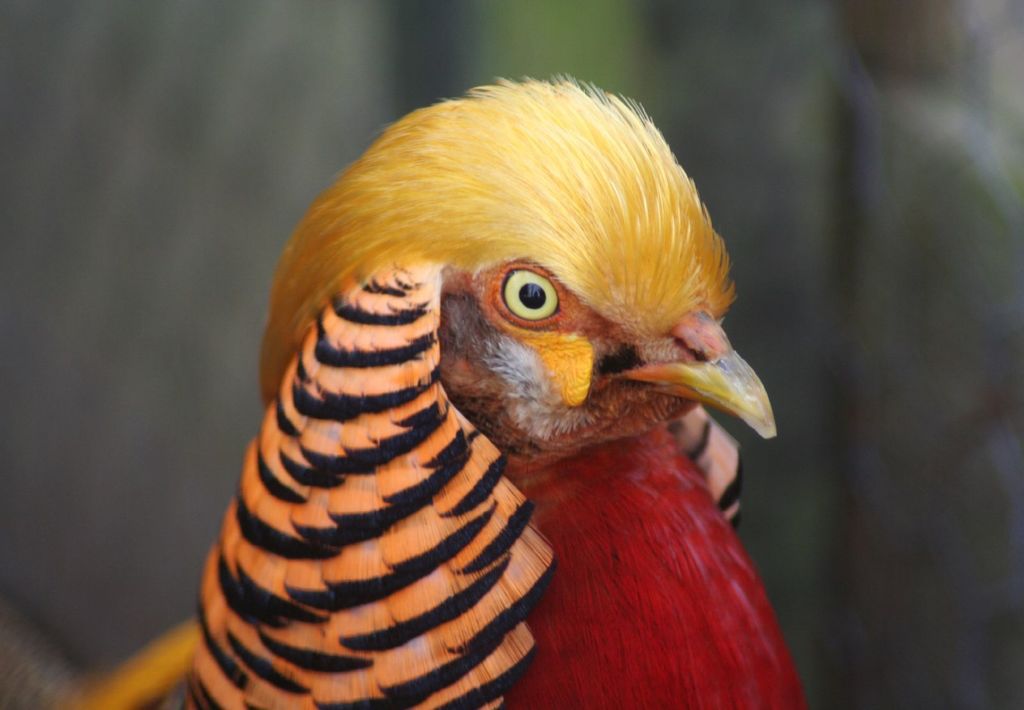 Golden Pheasant (Kew Gardens) · INaturalist