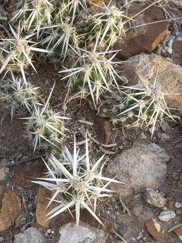 Grusonia clavata, photograph 2