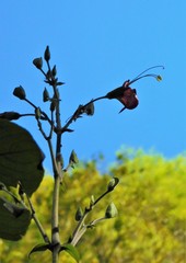 Louteridium donnell-smithii