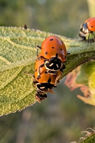 Convergent Lady Beetle