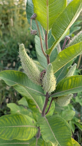 common milkweed