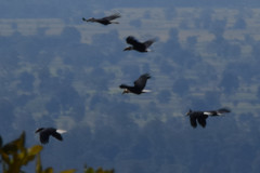 Rhyticeros undulatus