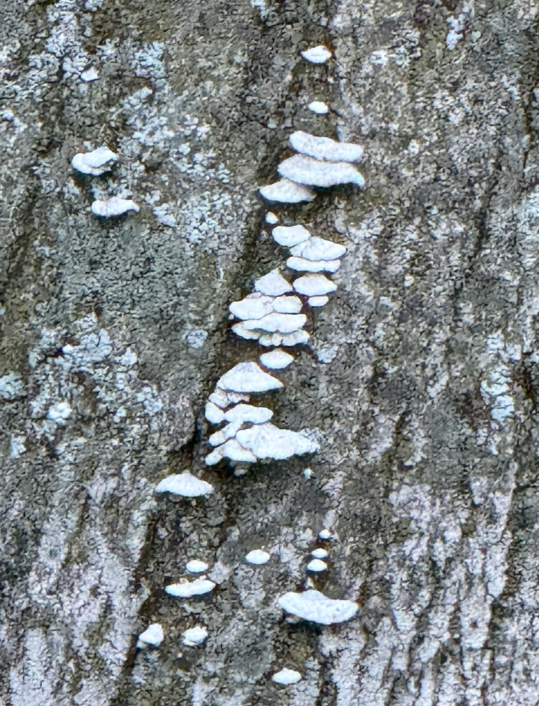 splitgill mushroom · August 2026 · photo: Photo: no rights reserved · iNaturalist