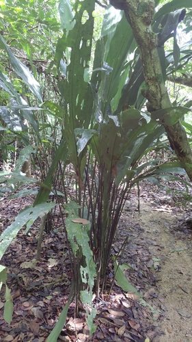Cyclanthus bipartitus
