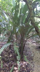 Cyclanthus bipartitus