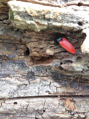 Ampedus cinnaberinus