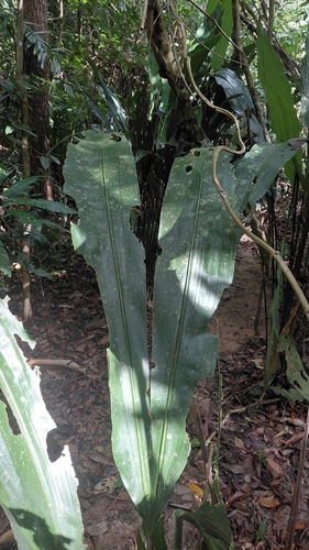 Cyclanthus bipartitus, photograph 3