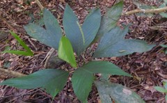 Chamaedorea frondosa