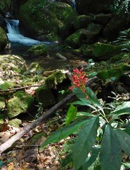 Odontonema hondurense