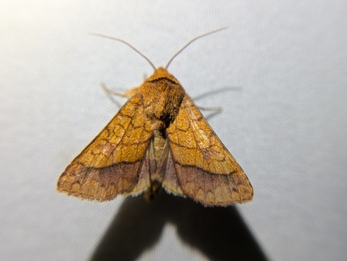 Bordered Sallow photo 2