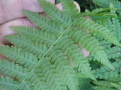 Dennstaedtia davallioides