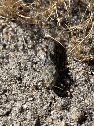 iNaturalist observation photo of Dancing Grasshopper