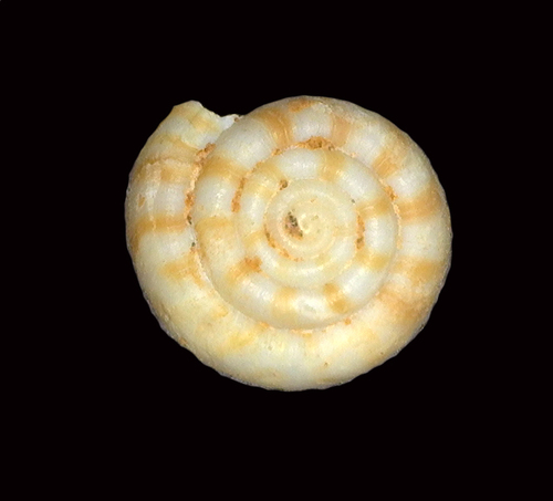Nesophila observed 2018-03-10