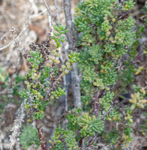 Maireana brevifolia, photograph 3