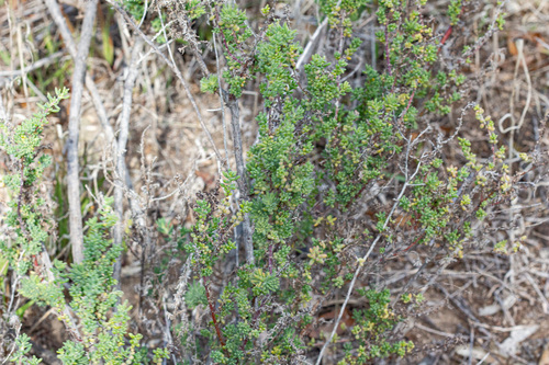 Maireana brevifolia, photograph 4