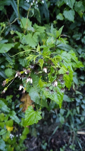 Zehneria guamensis observed 2026-08-20