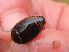 Acilius semisulcatus