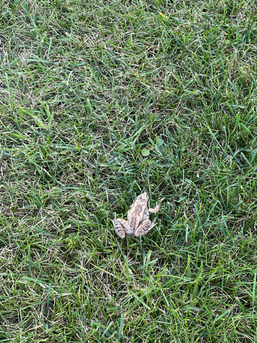 Wood Frog