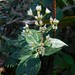 Desmanthodium guatemalense - Photo (c) delmer jonathan, algunos derechos reservados (CC BY-NC), subido por delmer jonathan