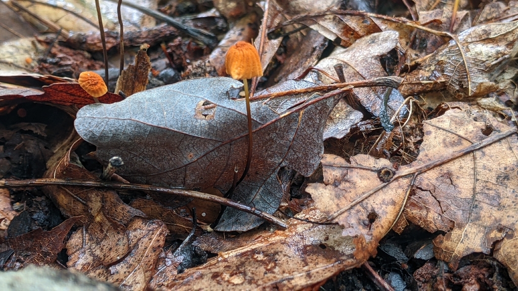 Orange Pinwheel · August 2026 · photo: Photo: (c) Maria Aghazarian, some rights reserved (CC BY) · iNaturalist
