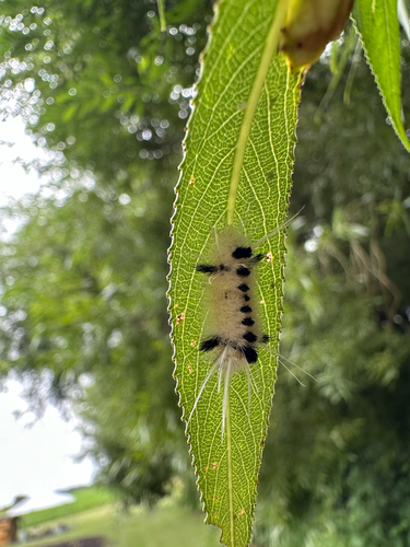 Spotted Tussock Moth