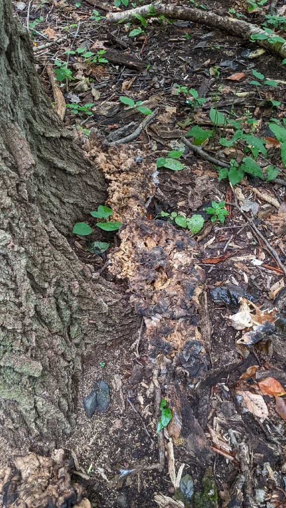Black-staining Polypore · August 2026 · photo: Photo: (c) Maria Aghazarian, some rights reserved (CC BY) · iNaturalist