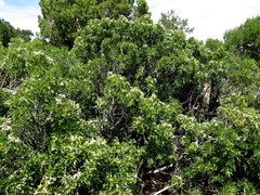 Dermatophyllum arizonicum