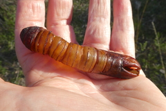 Abantiades atripalpis