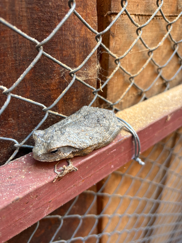 Grey Foam-nest Tree Frog