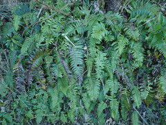 Cranfillia deltoides