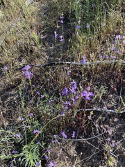 Collinsia concolor