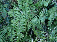 Cranfillia deltoides