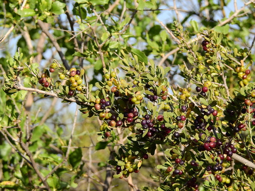 Schinus polygama, photograph 3