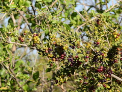 Guillermo Debandi, CC BY, iNaturalist via GBIF Schinus polygama, photograph Guillermo Debandi, CC BY, iNaturalist via GBIF